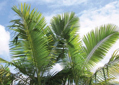 Tropical Garden